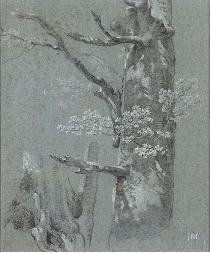 Studies of a beech tree